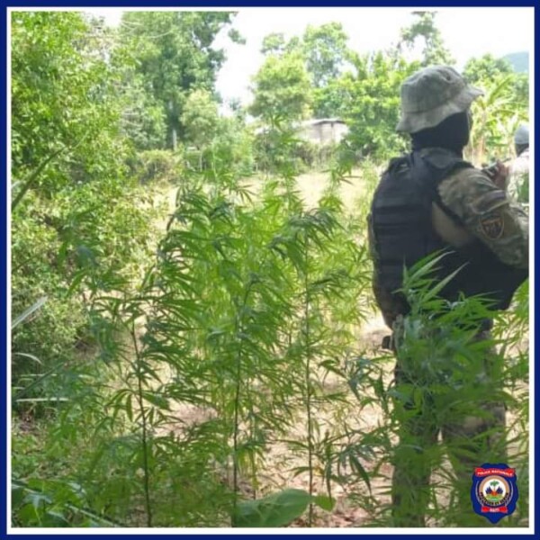 Des agents du BLTS ont détruit 4 champs de plantation de marijuana dans la commune de Limonade
